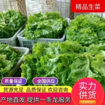 【热】精品散叶生菜量大货优质量保证产地直发意大利球生