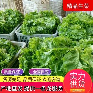 【热】精品散叶生菜量大货优基地直发协助找车应季蔬菜