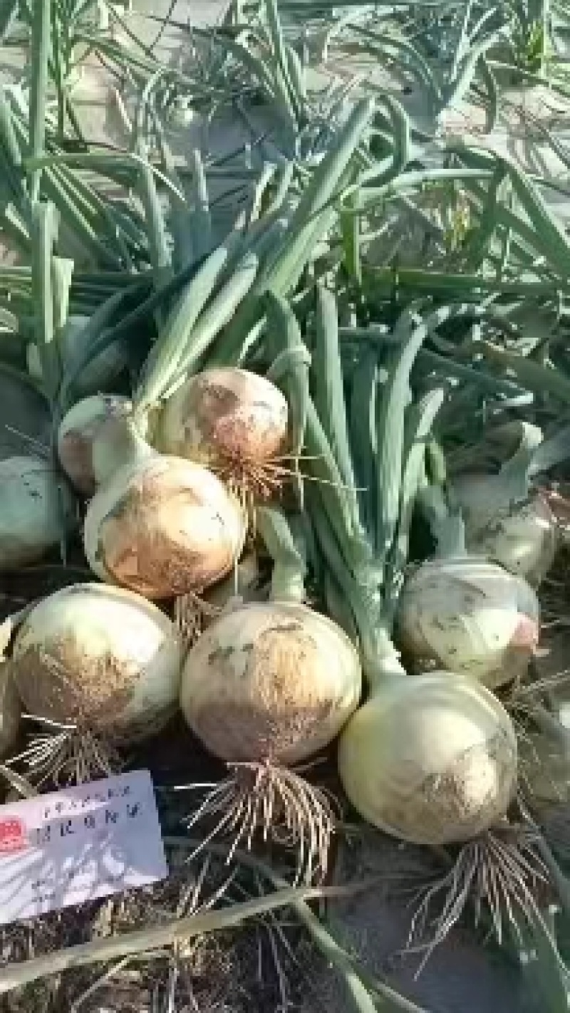 丰县黄皮洋葱大量上市，大小都有，对接各大市场加工厂