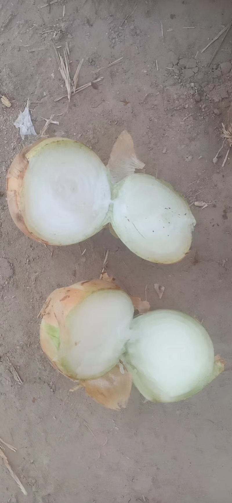 丰县黄皮洋葱大量上市，大小都有，对接各大市场加工厂