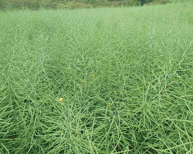 油菜籽大量收获了，量大的来