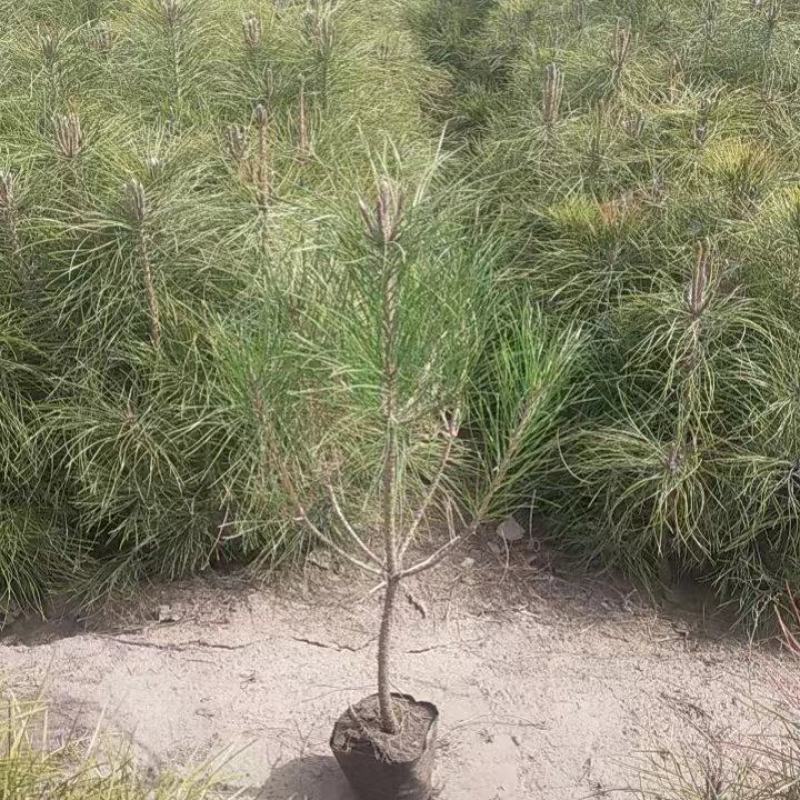 油松苗产地直供规格齐全量大价优全国发货欢迎来电咨询