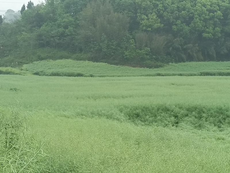 油菜籽大量收获了，量大的来