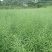 油菜籽大量收获了，量大的来