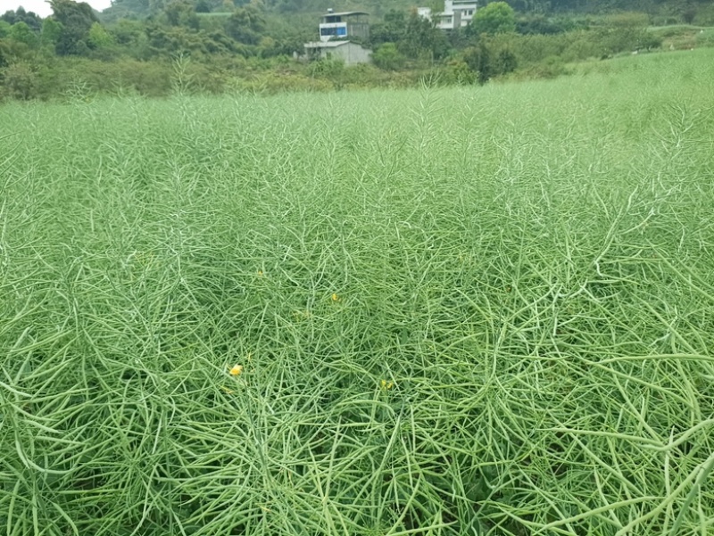 油菜籽大量收获了，量大的来