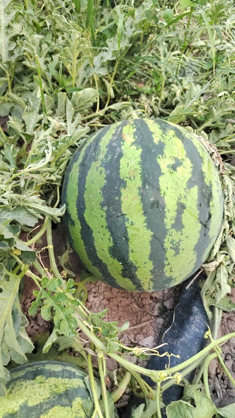 推荐云南甜王西瓜大量上市产地直发提供一条龙服务包熟包甜