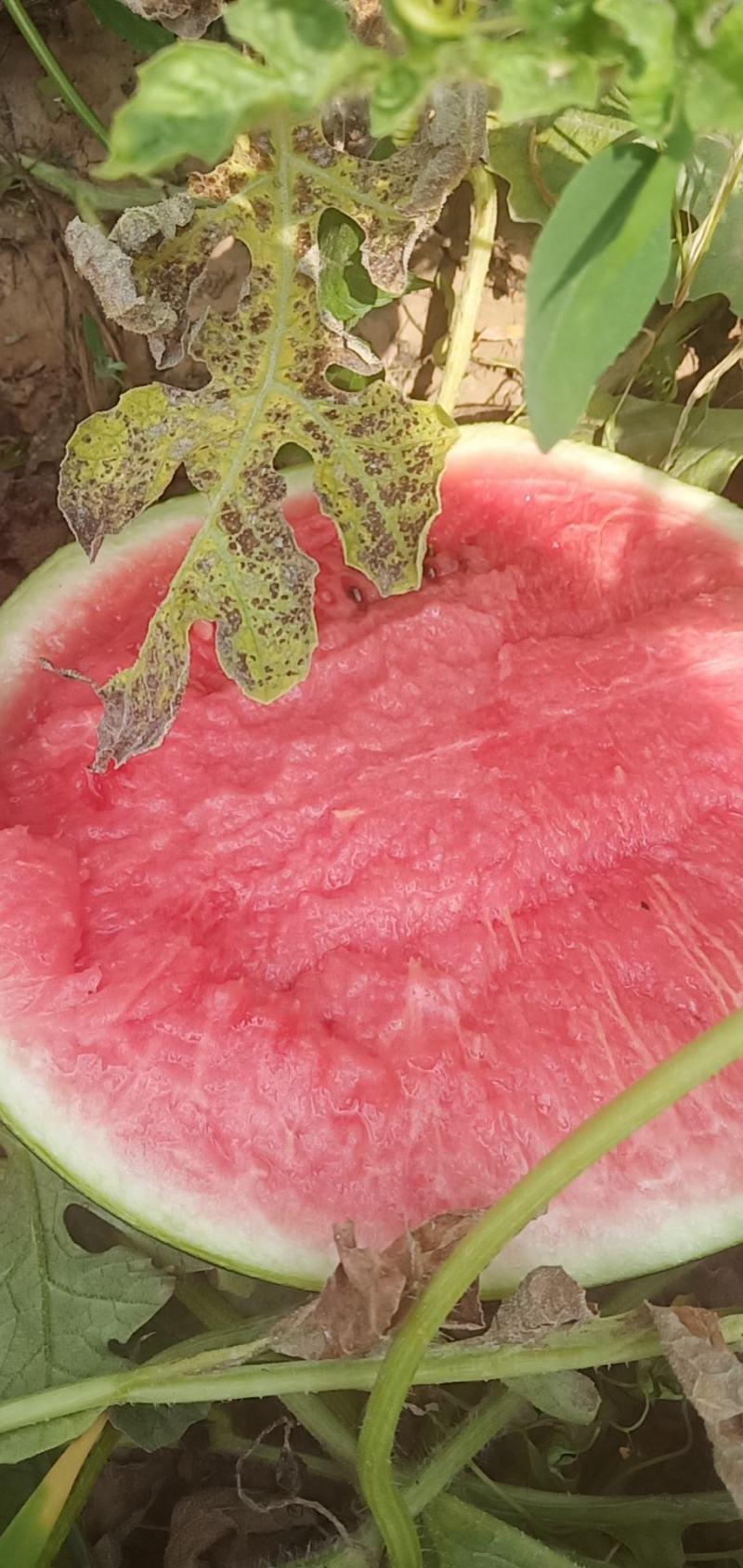 吊蓝西瓜，