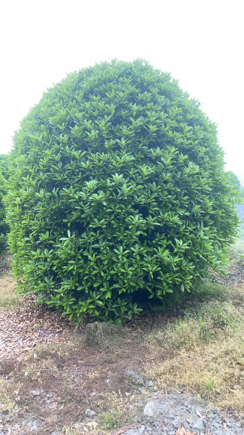 从生桂花