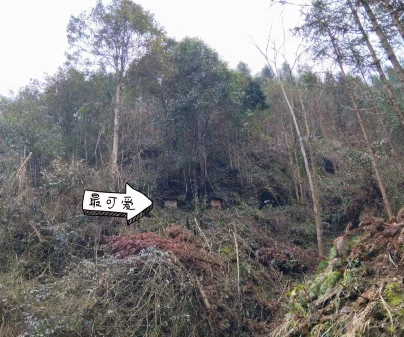 江西吉安优质野蜂蜜土蜂蜜，百花蜜，采自深山野蜂，欢迎购买