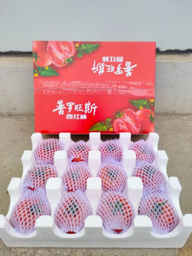 陕西泾阳普罗旺斯水果西红柿全网一件代发