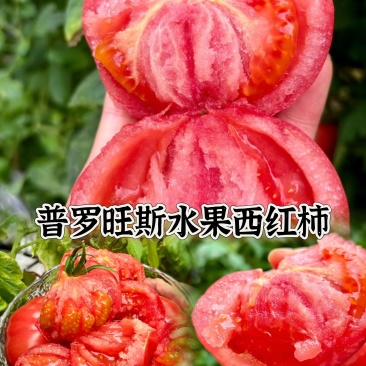 陕西泾阳普罗旺斯水果西红柿全网一件代发