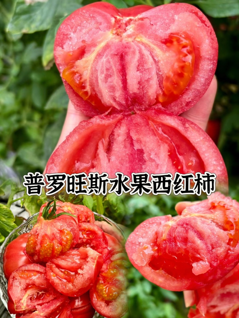 陕西泾阳普罗旺斯水果西红柿全网一件代发
