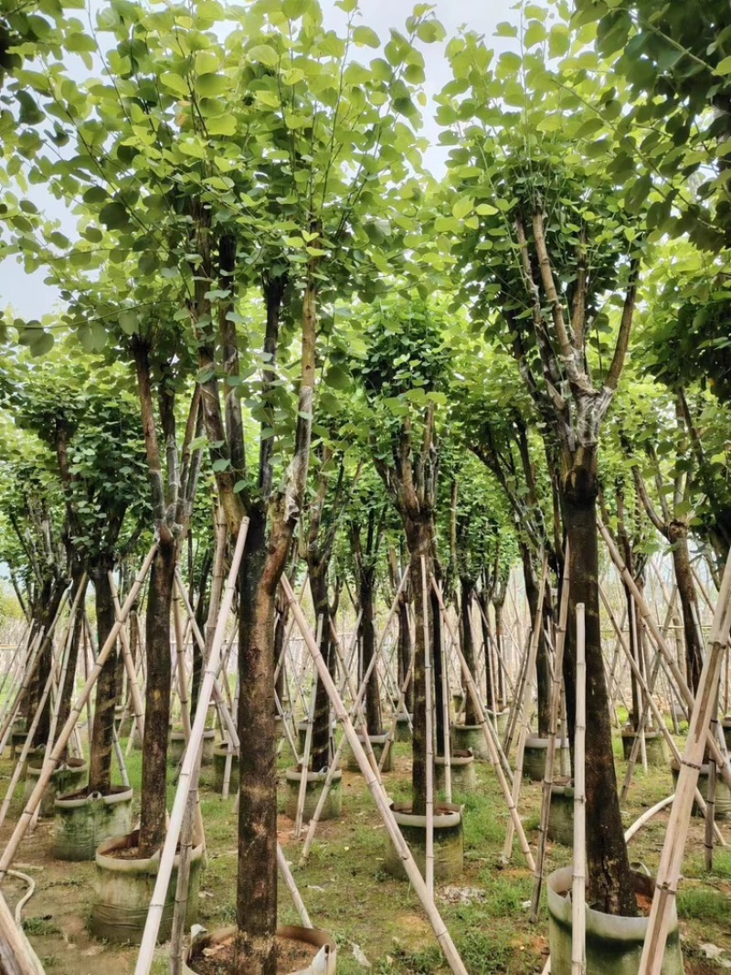 大量出售粉紫荊需要老板请联系