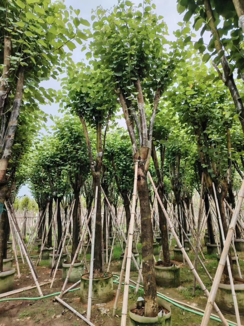 大量出售粉紫荊需要老板请联系