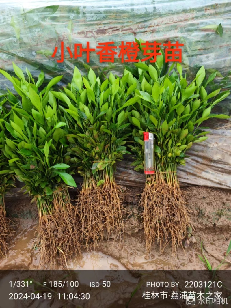 优品小叶软枝香橙小芽苗，四川资阳小叶香橙小苗