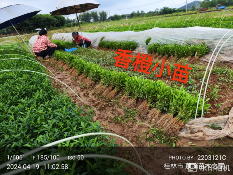优品小叶软枝香橙小芽苗，四川资阳小叶香橙小苗