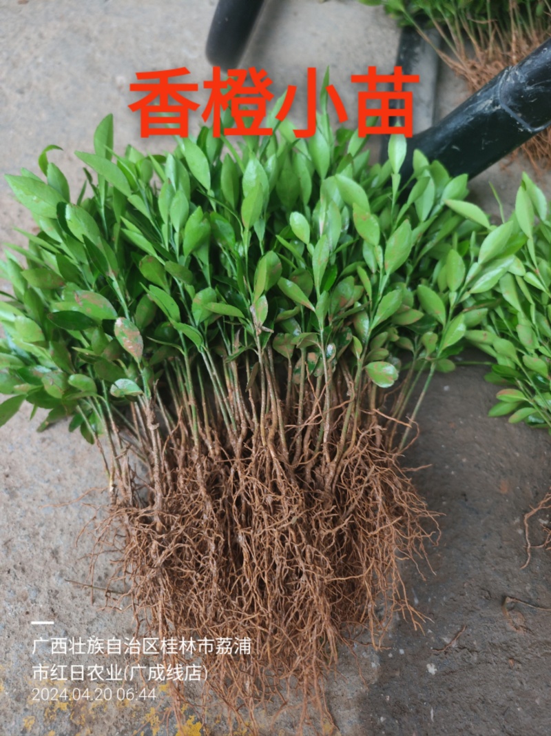 优品小叶软枝香橙小芽苗，四川资阳小叶香橙小苗