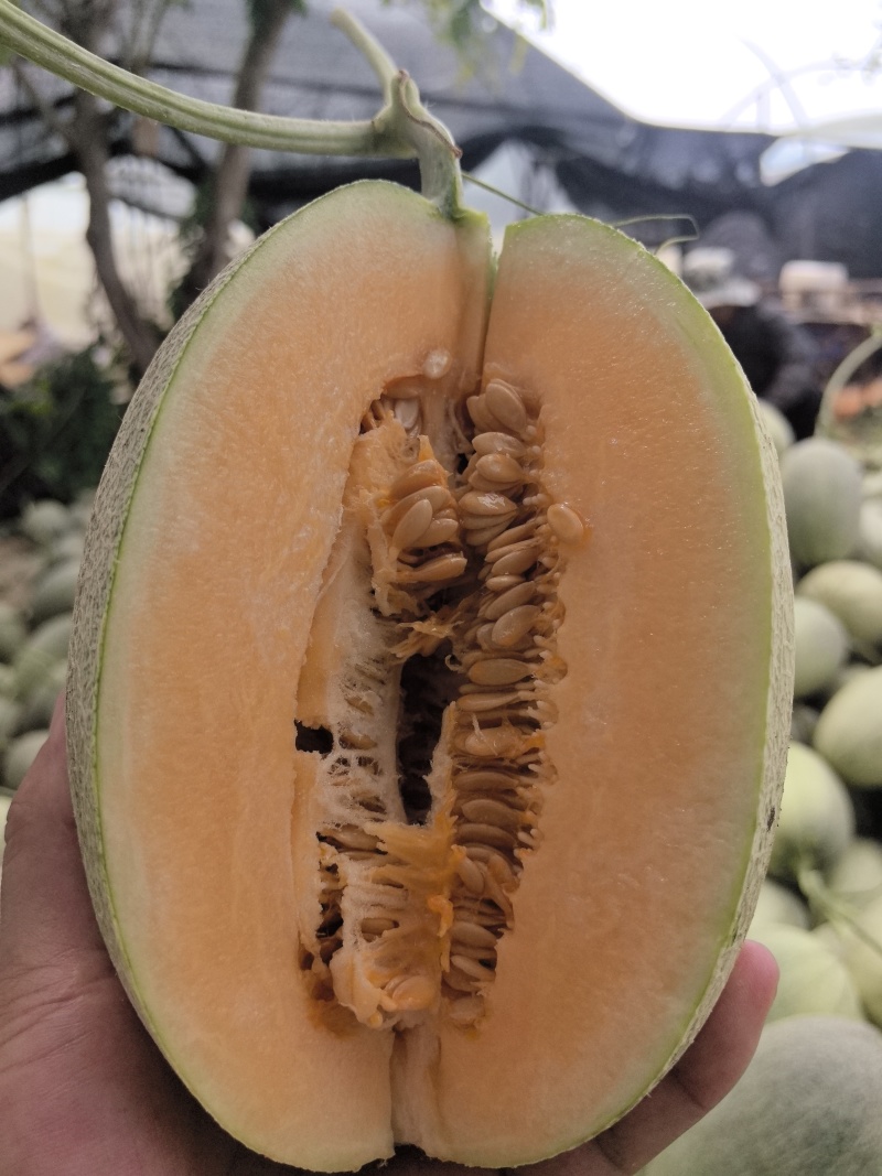 哈蜜瓜整车一件代发