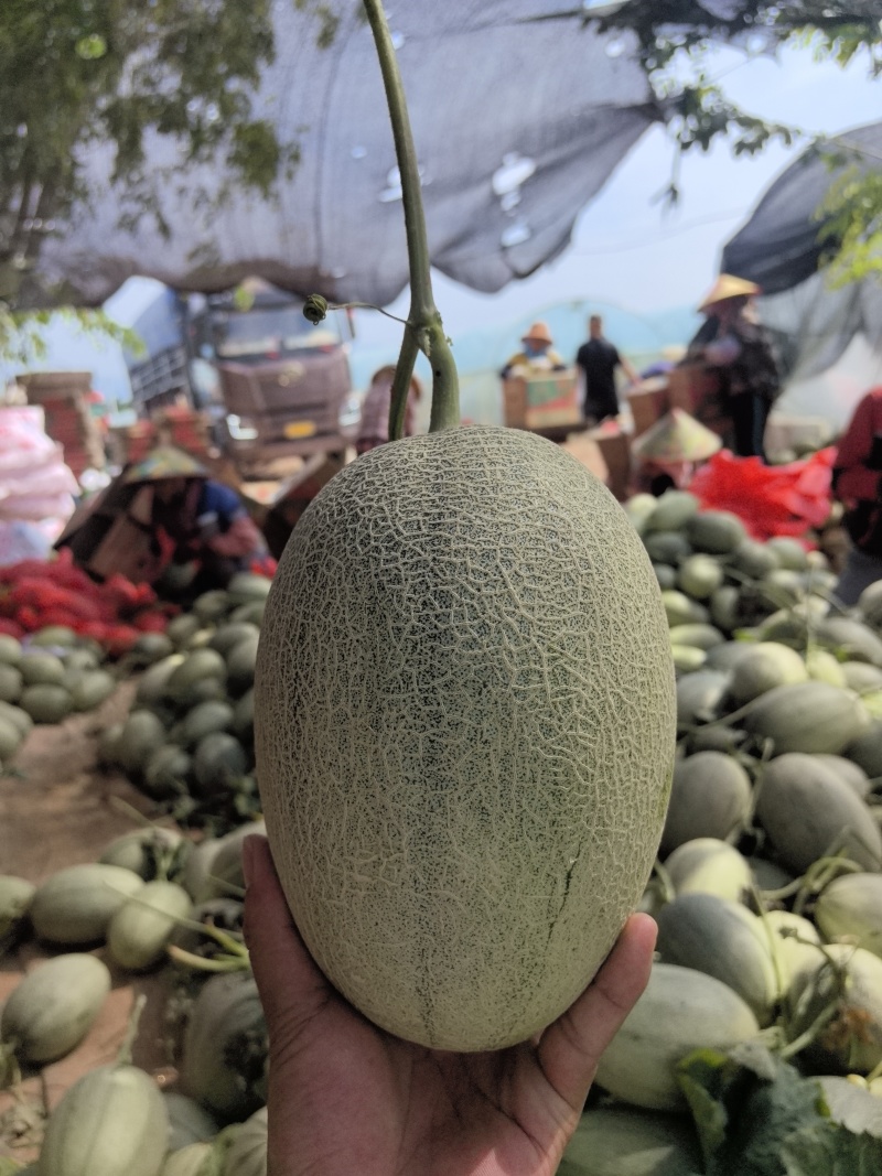 哈蜜瓜整车一件代发