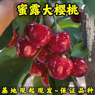 蜜露大樱桃树苗车厘子树苗基地现起现发货新品种大樱桃