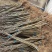 蜜露大樱桃树苗车厘子树苗基地现起现发货新品种大樱桃