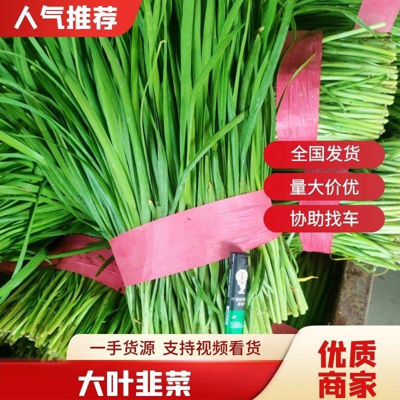 韭菜，大叶韭菜聊城东昌府区沙镇韭菜大量现货供应韭菜价格优