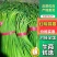 蒜台，蒜薹，蒜台，蒜薹山东聊城东昌府区沙镇镇红帽蒜台