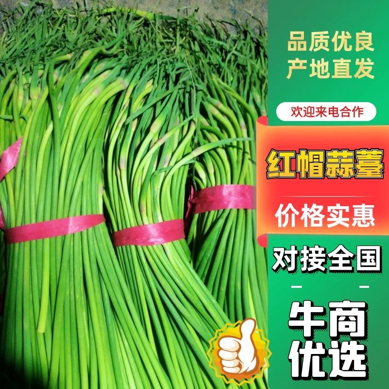 蒜台，蒜薹，蒜台，蒜薹山东聊城东昌府区沙镇镇红帽蒜台