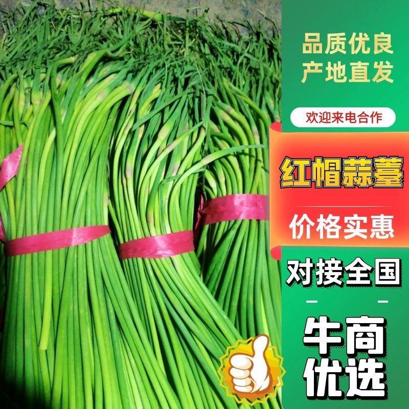 山东聊城，大张红帽蒜台，收提台，标把，对接全国客商