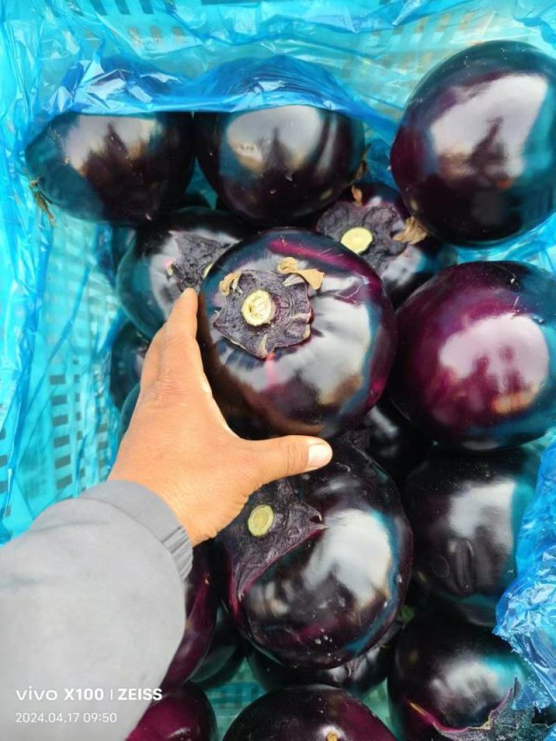 邯郸本地精品圆茄大量上市质量保证，适合电商社区团购