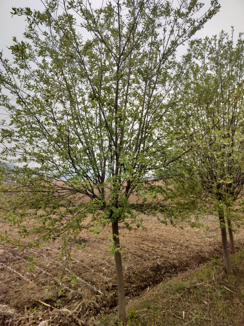 紫叶稠李产地直供规格齐全量大价优全国发货欢迎来电咨询