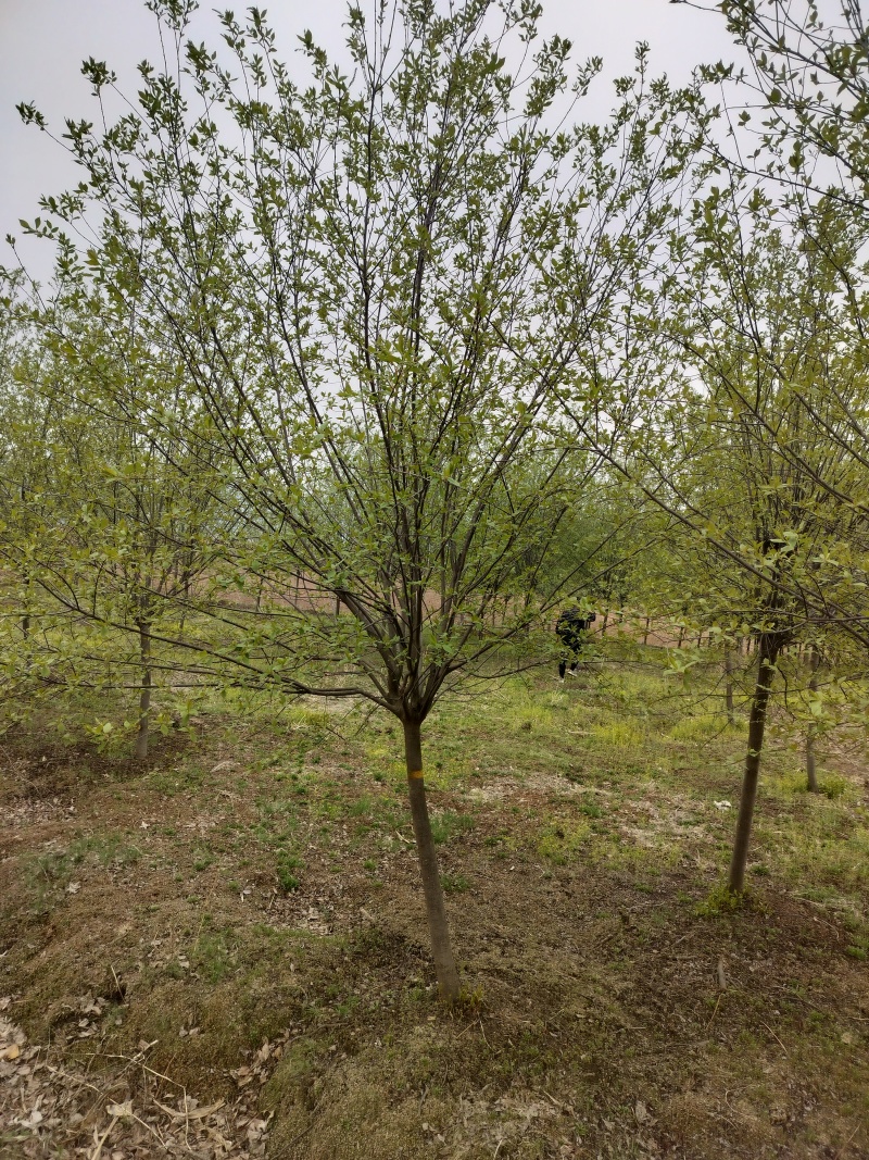 紫叶稠李产地直供规格齐全量大价优全国发货欢迎来电咨询