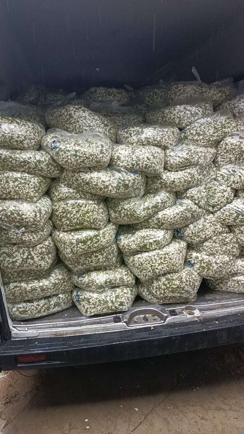 河北洋槐花