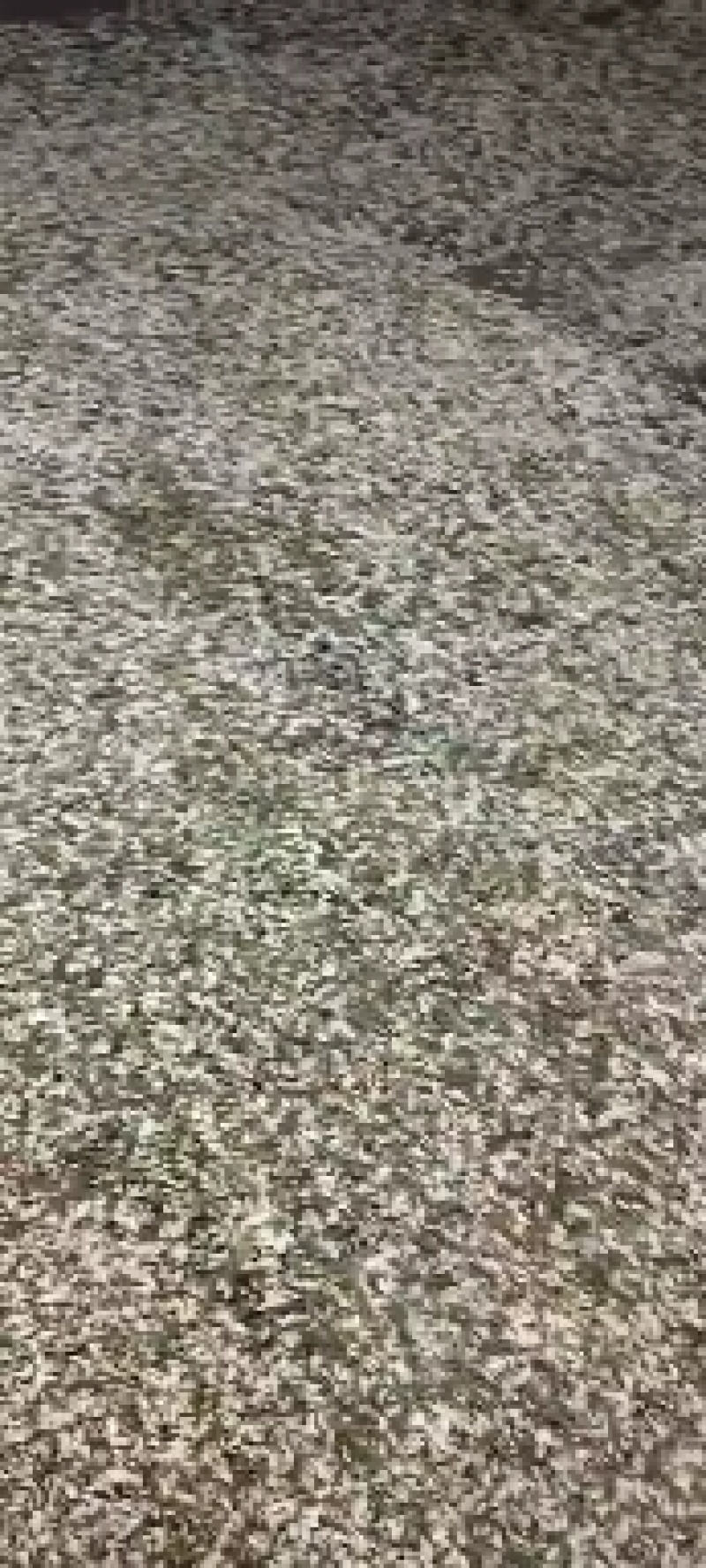 河北洋槐花