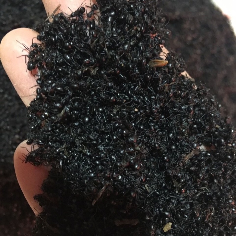 新货东北野生黑蚂蚁蚂蚁干可泡酒打粉中药材东北嘿蚂蚁