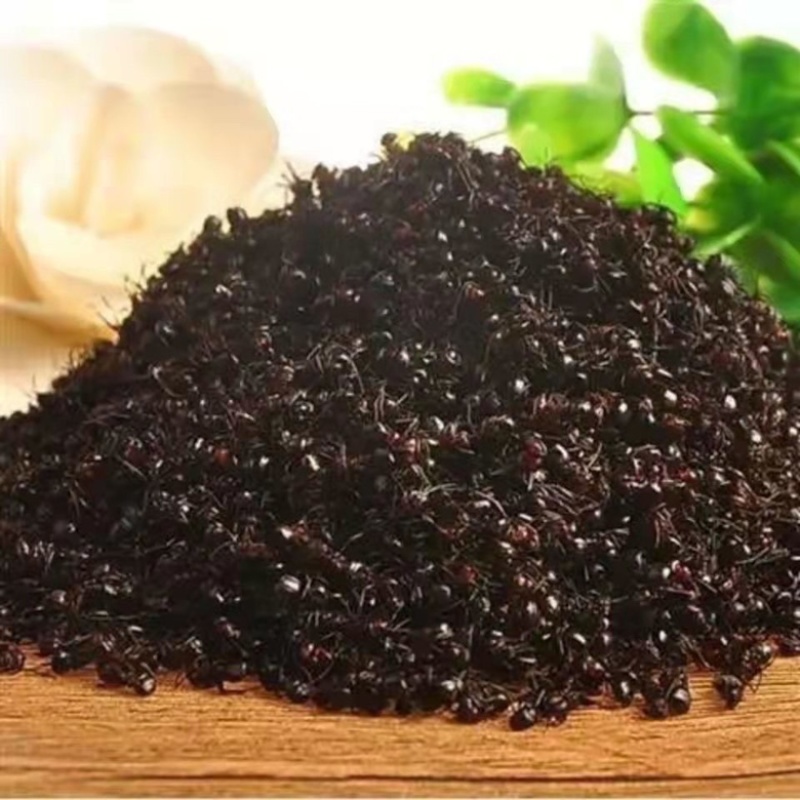 新货东北野生黑蚂蚁蚂蚁干可泡酒打粉中药材东北嘿蚂蚁