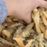 蛏子肉干、干度特别好、无任何杂质、一点也不咸有货