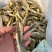 「推荐」香酥小黄鱼、酥酥脆脆都可以自产自销保质保量