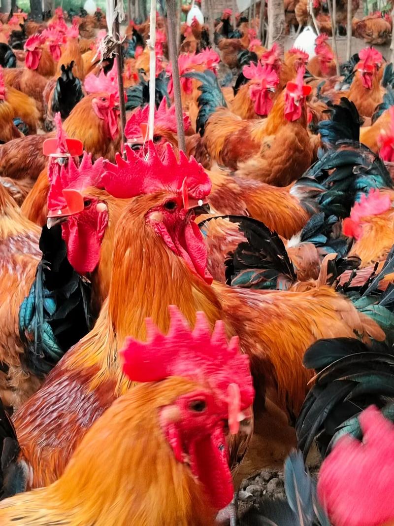 【自家养殖】土鸡放心食用品质保障品种齐全