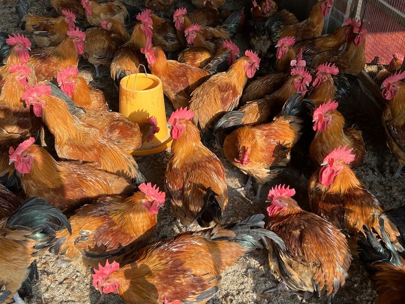 【自家养殖】土鸡放心食用品质保障品种齐全