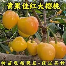 黄果-佳红大樱桃树苗车厘子树苗现起现发货新品种大樱桃
