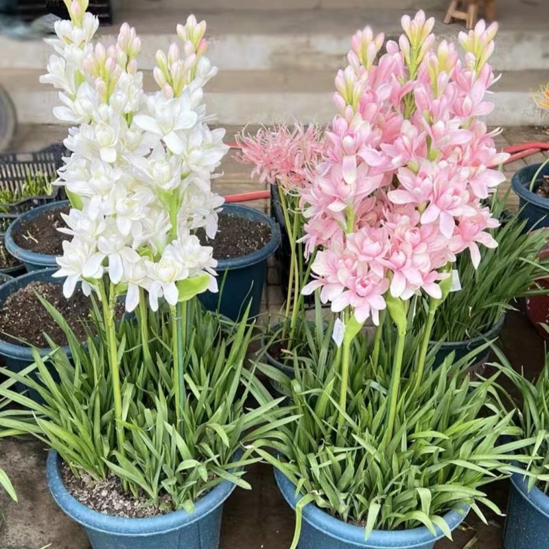 晚香玉种球重瓣浓香型纯白色多年生宿根庭院盆栽花卉多芽点易