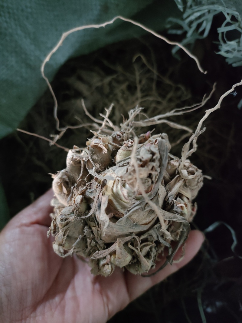 晚香玉种球重瓣浓香型纯白色多年生宿根庭院盆栽花卉多芽点易