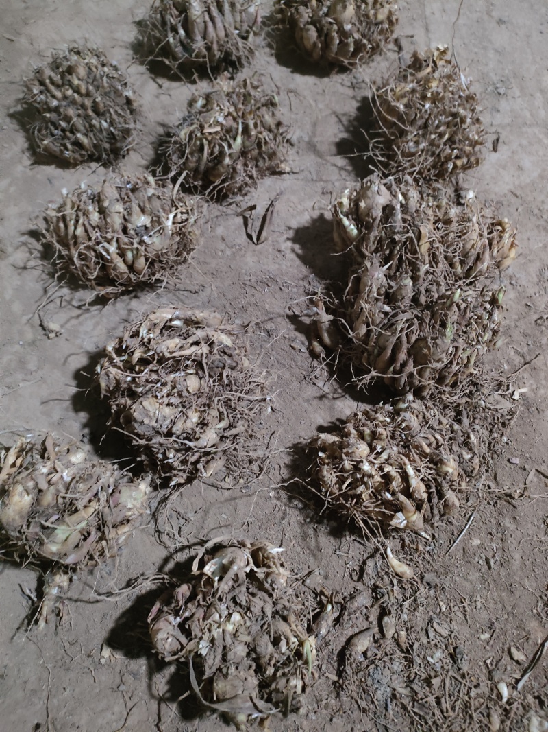 晚香玉种球重瓣浓香型纯白色多年生宿根庭院盆栽花卉多芽点易