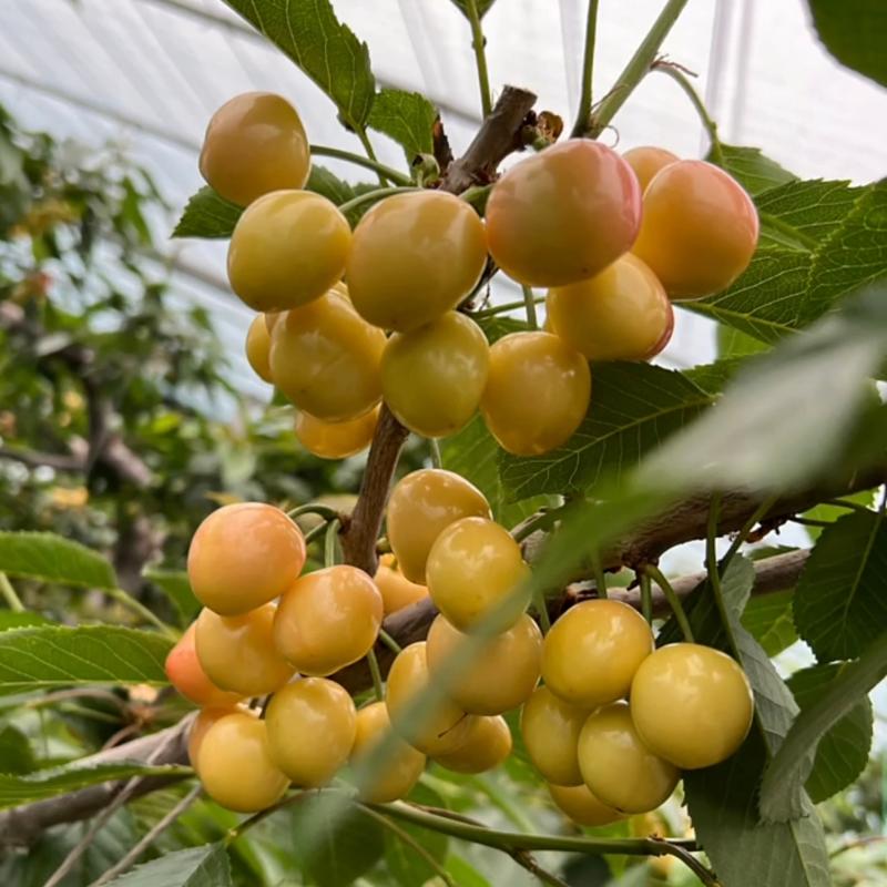 黄果-佳红大樱桃树苗车厘子树苗现起现发货新品种大樱桃