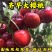 齐早大樱桃苗品种纯真基地现起现发根系发达成活率高