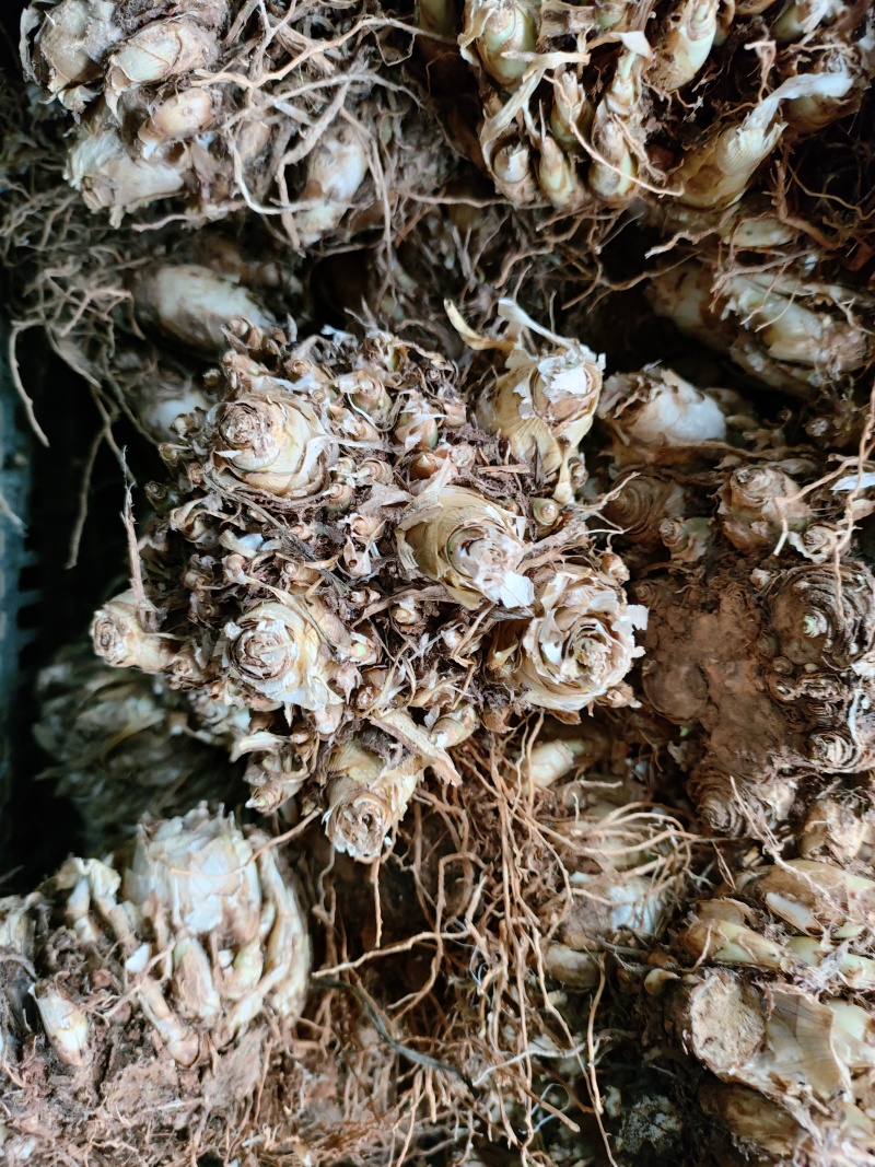 晚香玉种球重瓣浓香型纯白色多年生宿根庭院盆栽花卉多芽点易