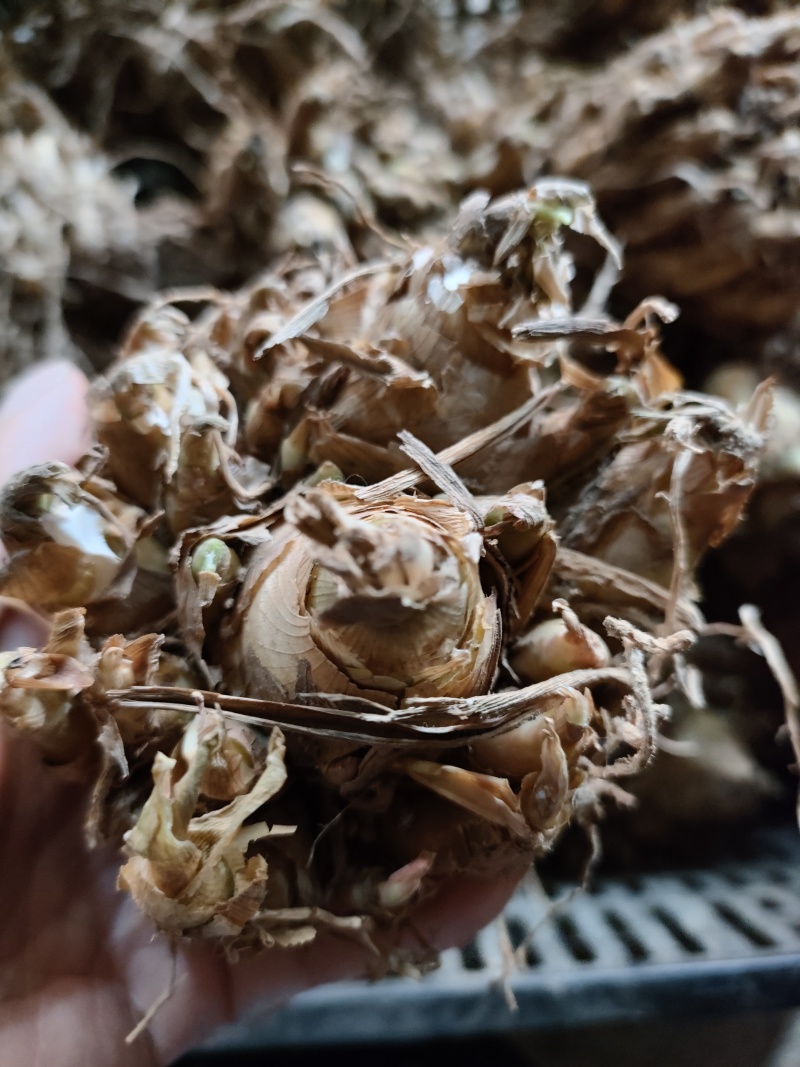 晚香玉种球重瓣浓香型纯白色多年生宿根庭院盆栽花卉多芽点易