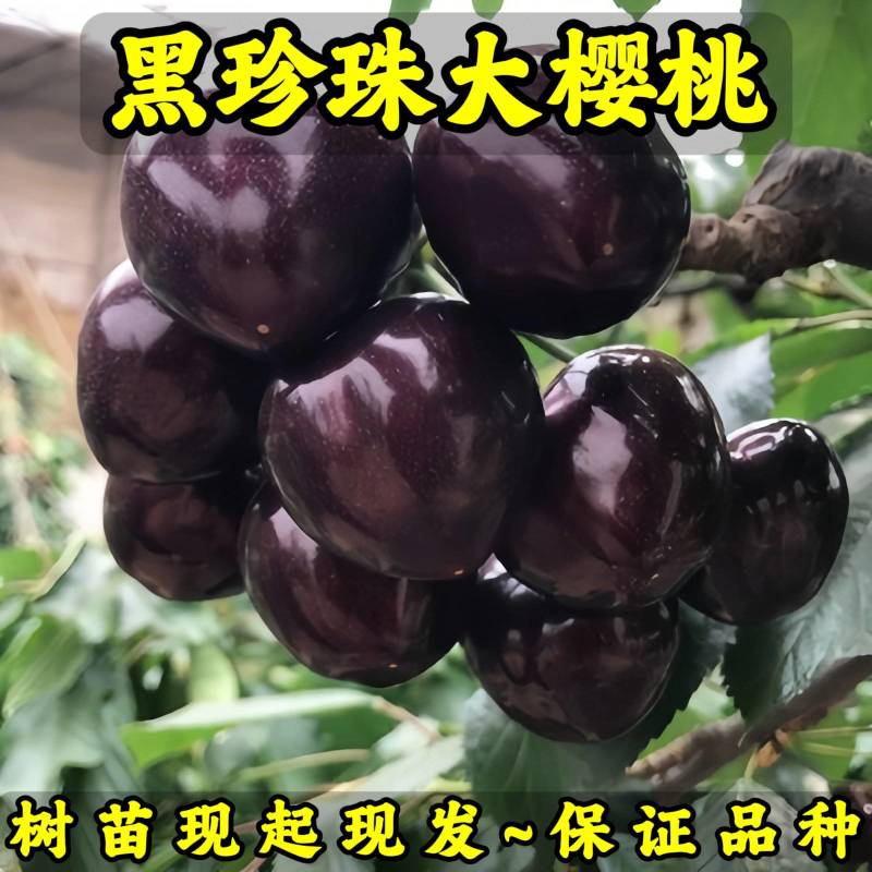 黑珍珠大樱桃苗品种纯真基地现起现发根系发达成活率高