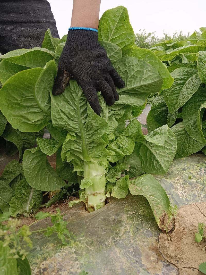 露天头茬新鲜圆叶青莴笋现砍现发基地供应上货速度快